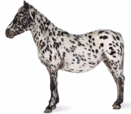 Ló Appaloosa leírás, képek (Appaloosa ló) Appaloosa lófajta leírás, fotók