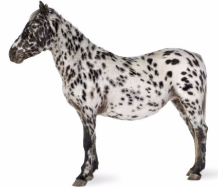 Appaloosa lófajta leírás, fotók