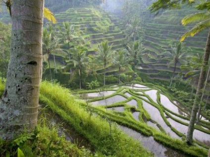A legjobb üdülőhelyek Balin alapul Értékelések szigeten
