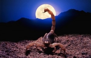A Hold a Skorpió - egy iskola a klasszikus asztrológia