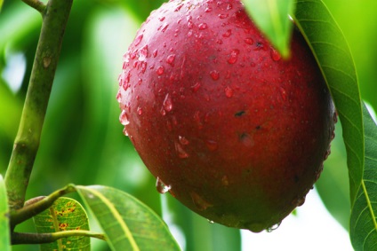 Mango gyümölcsöt enni, mint a haszon - hasznos tulajdonságai a szervezet számára Mango