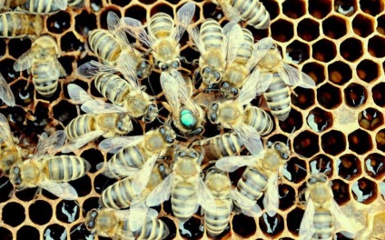 Címkézés királynők, megjegyzi méhész