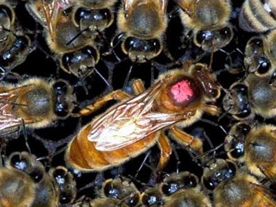 Címkézése méhanyákra