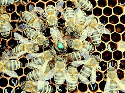 Címkézése méhanyákra