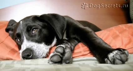 Agyhártyagyulladás a kutyák tünetei, kezelése