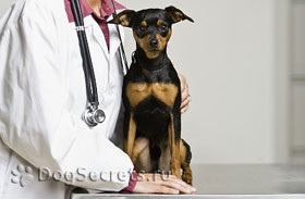 Agyhártyagyulladás a kutyák tünetei, kezelése