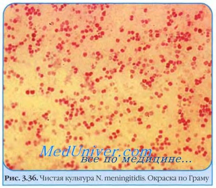 Meningococcus betegség
