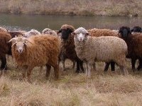 Merino tájékoztatás a faj, fajta juhok