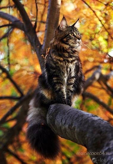 Maine Coon etetés és fotó ellátást, mint hogyan kell etetni Maine Coon milyen eszközök szükségesek, hogy gondoskodjon