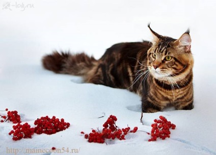 Maine Coon etetés és fotó ellátást, mint hogyan kell etetni Maine Coon milyen eszközök szükségesek, hogy gondoskodjon