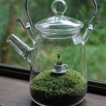 Mini Garden (42 fénykép) funkciók miniatűr kertek pozsgás egy ablakpárkányon vagy a kertben,