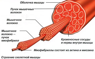 Az izmok - Orvostudomány (belső szervek) Az izmok - Orvostudomány