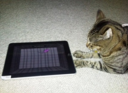 Bit pozitív ipad-app macskáknak (ipad-app) Bit pozitív ipad-app macskáknak