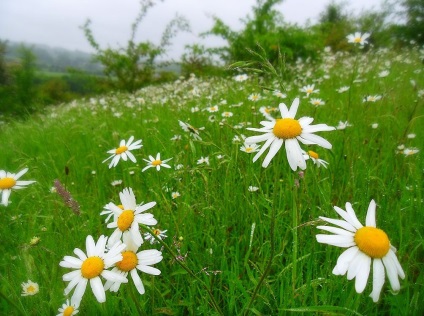 Daisy kép és fajok egyre magról hogyan kell gondoskodni a virág
