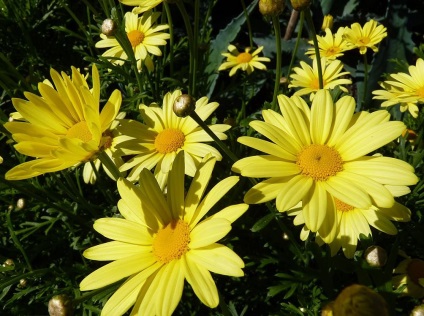 Daisy kép és fajok egyre magról hogyan kell gondoskodni a virág