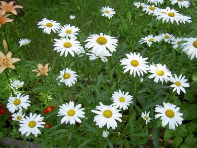 Daisy hosszú távú képet és leírást a színek - a színek enciklopédia