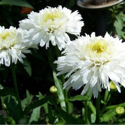 Daisy virágok a fotó, százszorszép fajták, egyre nagyobb a mag