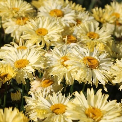 Daisy virágok a fotó, százszorszép fajták, egyre nagyobb a mag