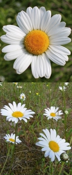 Daisy összetételét, tulajdonságait, alkalmazások a gyógyászatban