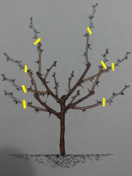 Metszés egres tavasszal a kezdő és haladó kamionosok (tavaszi) Metszés egres tavasszal a kezdő és haladó kamionosok