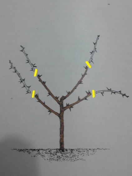 Metszés egres tavasszal a kezdő és haladó kamionosok (kezdő) Metszés egres tavasszal a kezdő és haladó kamionosok