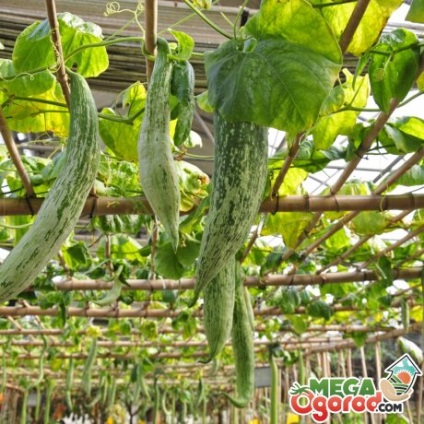 Uborka trichosanthes egyes fajták és agrotechnika (magvak közvetlenül őrölt) Uborka trichosanthes egyes fajták és agrotechnika