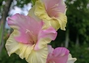 Érték Leírás kardvirág (Gladiolus érték) Leírás kardvirág érték