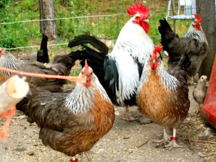 Leírás populrnyh malacfajták csirkék fotók jellegzetes képviselői