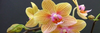 Orchid - kemény virágok, fejleszteni ellátást azok video
