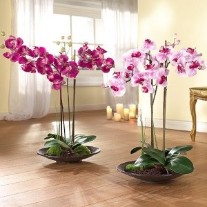 Orchid - kemény virágok, fejleszteni ellátást azok video
