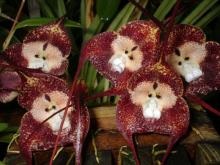 Orchid - virágfajok; termesztés és transzplantáció Tulajdonságok és alkalmazások