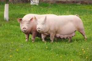 Jellemzői tenyészsertések leírása minden szakaszában (sertéstenyésztés feltételek) Jellemzői tenyészsertések leírása minden szakaszában