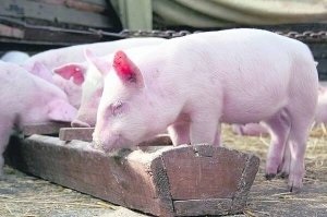 Jellemzői tenyészsertések leírása minden szakaszában (tenyészsertést és tartalom) Jellemzői tenyészsertések leírása minden szakaszában