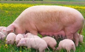 Jellemzői tenyészsertések leírása minden szakaszában (növekvő és hízósertések) Jellemzői tenyészsertések leírása minden szakaszában