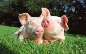 Jellemzői tenyészsertések leírása minden szakaszában (pet tenyészsertést) Jellemzői tenyészsertések leírása minden szakaszában