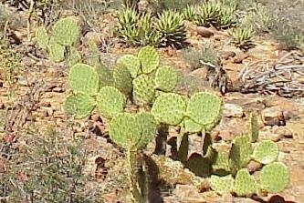 Az arány a növények nedvesség (Xerophytes, Sclerophyll, mesophytes, hygrophytes) (nedvesség) Az arány a növények nedvesség (Xerophytes, Sclerophyll, mesophytes, hygrophytes)