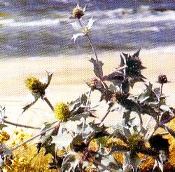 Az arány a növények nedvesség (Xerophytes, Sclerophyll, mesophytes, hygrophytes) (arány) Az arány a növények nedvesség (Xerophytes, Sclerophyll, mesophytes, hygrophytes)