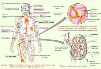 Para-aorta nyirokcsomókban 1 (nyirokcsomók) Para-aorta nyirokcsomókban 1