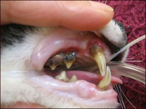 A periodontális betegség (periodontitisz) Macskák - tünetei és kezelése ínybetegséghez macskák Moszkva