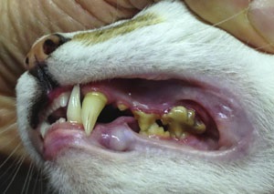 A periodontális betegség (periodontitisz) Macskák - tünetei és kezelése ínybetegséghez macskák Moszkva