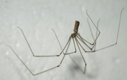 Павук з довгими тонкими ніжками - що це за створення
