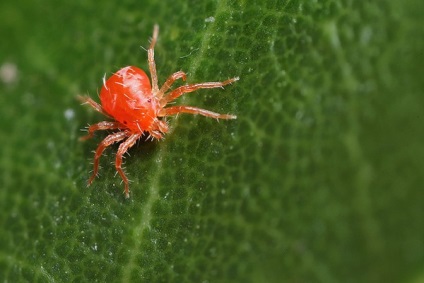 Cobweb a rózsa - az okok és az ártalmatlanítási módszerekre