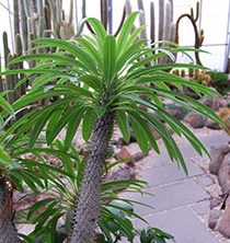 Pachypodium béna (madagaszkári pálma) karbantartás, szorzás, az átültetést