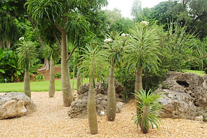 Pachypodium (Madagaszkár pálma)