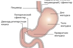 Humán nyelőcső és gyomor (az első keresztül a nyelőcső) A nyelőcső és a gyomor az ember