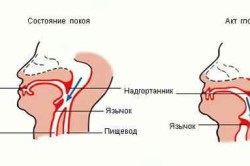 Humán nyelőcső és gyomor (az első keresztül a nyelőcső) A nyelőcső és a gyomor az ember