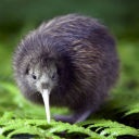 Miért van Új-Zéland nem kígyó a világ peremén