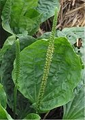 Útifű - az (Plantago egy évelő fűfélék) Útifű - az
