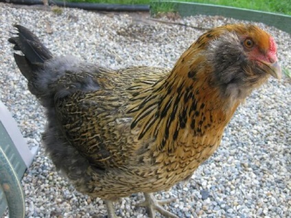 A fajta csirke ameraukana leírása és főbb jellemzői