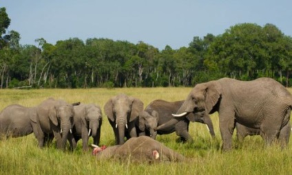 Igaz, hogy az elefántok ne felejtsük el semmit